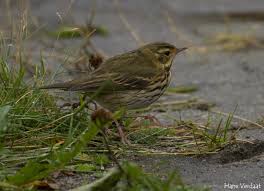 Image result for Anthus hodgsoni