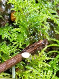 Attēlu rezultāti vaicājumam “Cudoniella clavus”