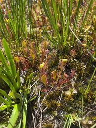 Attēlu rezultāti vaicājumam “Drosera anglica flower”