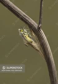 Attēlu rezultāti vaicājumam “Anthocharis cardamines”