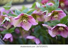 Attēlu rezultāti vaicājumam “Galega orientalis bud”