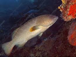 Image result for Mycteroperca venenosa