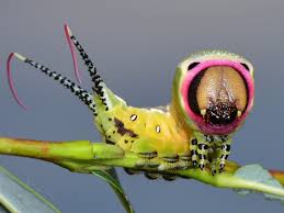 Attēlu rezultāti vaicājumam “Cerura vinula imago”