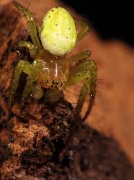 Attēlu rezultāti vaicājumam “Araniella male”