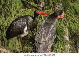 Attēlu rezultāti vaicājumam “Ciconia nigra nest”