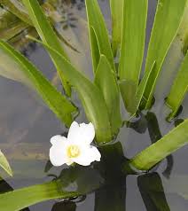 Attēlu rezultāti vaicājumam “Stratiotes aloides”