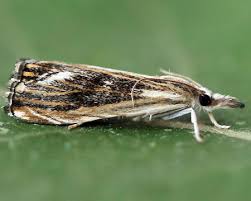 Attēlu rezultāti vaicājumam “Catoptria verellus”