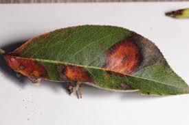 Attēlu rezultāti vaicājumam “Gymnosporangium sabinae”