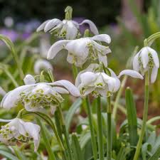 Attēlu rezultāti vaicājumam “Galanthus nivalis fruit”
