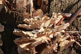 Attēlu rezultāti vaicājumam “Cerrena unicolor”