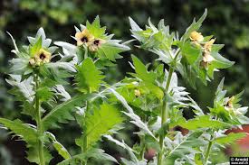 Image result for bilsenkraut