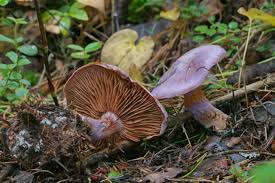 Attēlu rezultāti vaicājumam “Cortinarius traganus”