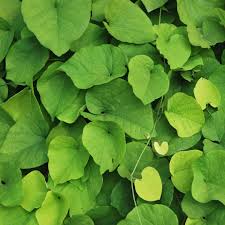 Attēlu rezultāti vaicājumam “Aristolochia durior leaf”