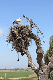 Attēlu rezultāti vaicājumam “Ciconia ciconia nest”