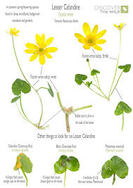 Attēlu rezultāti vaicājumam “Ficaria verna flower”