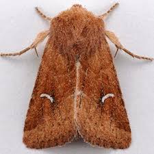 Attēlu rezultāti vaicājumam “Amphipoea”