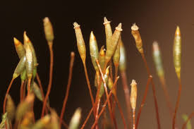 Attēlu rezultāti vaicājumam “Leskea polycarpa macro”