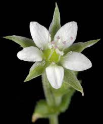 Attēlu rezultāti vaicājumam “Arenaria serpyllifolia leaf”