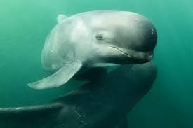 Image result for Globicephala melas