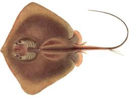 Image result for Hypanus longus