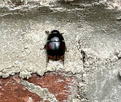 Attēlu rezultāti vaicājumam “Hydrochara caraboides”