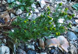 Attēlu rezultāti vaicājumam “Matricaria discoidea”