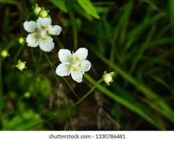 Attēlu rezultāti vaicājumam “Parnassia palustris bud”