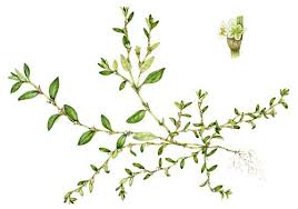 Attēlu rezultāti vaicājumam “Polygonum aviculare leaf”