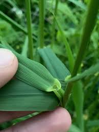 Attēlu rezultāti vaicājumam “Phalaroides arundinacea leaf”