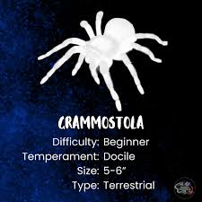 Znalezione obrazy dla zapytania Grammostola grossa