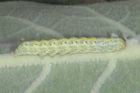 Attēlu rezultāti vaicājumam “Cucullia lucifuga larva”