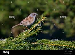 Attēlu rezultāti vaicājumam “Prunella modularis”