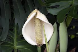 Attēlu rezultāti vaicājumam “Araceae”