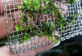 Attēlu rezultāti vaicājumam “Jungermannia subulata”