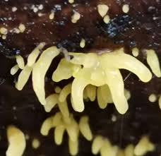 Attēlu rezultāti vaicājumam “Calocera cornea”