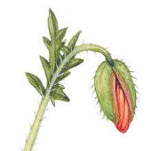 Attēlu rezultāti vaicājumam “Papaver argemone leaf”