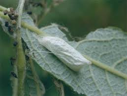 Attēlu rezultāti vaicājumam “Nycteola degenerana”