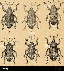 Attēlu rezultāti vaicājumam “Pissodes piniphilus”