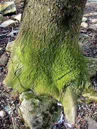 Attēlu rezultāti vaicājumam “Pleurococcus vulgaris”