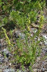 Attēlu rezultāti vaicājumam “Epipactis atrorubens fruit”