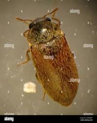 Attēlu rezultāti vaicājumam “Byturus ochraceus”