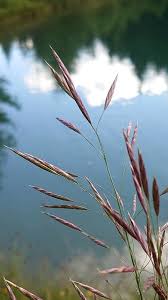 Attēlu rezultāti vaicājumam “Bromopsis inermis”