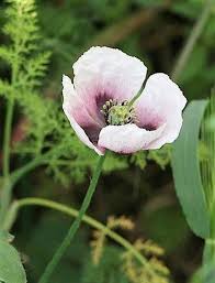 Image result for Papaver somniferum White Cloud