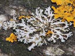 Attēlu rezultāti vaicājumam “Physcia adscendens”