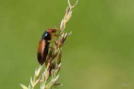 Attēlu rezultāti vaicājumam “Diachromus germanus”