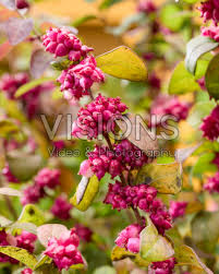 Attēlu rezultāti vaicājumam “Symphoricarpos x chenaultii”