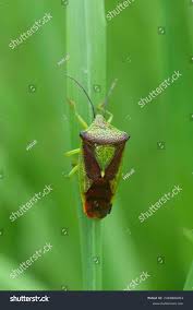 Attēlu rezultāti vaicājumam “Acanthosoma haemorrhoidale imago”