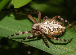 Attēlu rezultāti vaicājumam “Aculepeira ceropegia”