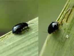 Attēlu rezultāti vaicājumam “Alticinae”