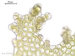 Attēlu rezultāti vaicājumam “Lophocolea minor”